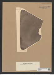 Triceratium permagnum Jan. (de-Toni-Nr.: Genus 140, Species 4041) Zeichnungen Sammlung Grunow Nr. 7493 (NHMW-BOT-W0376614)